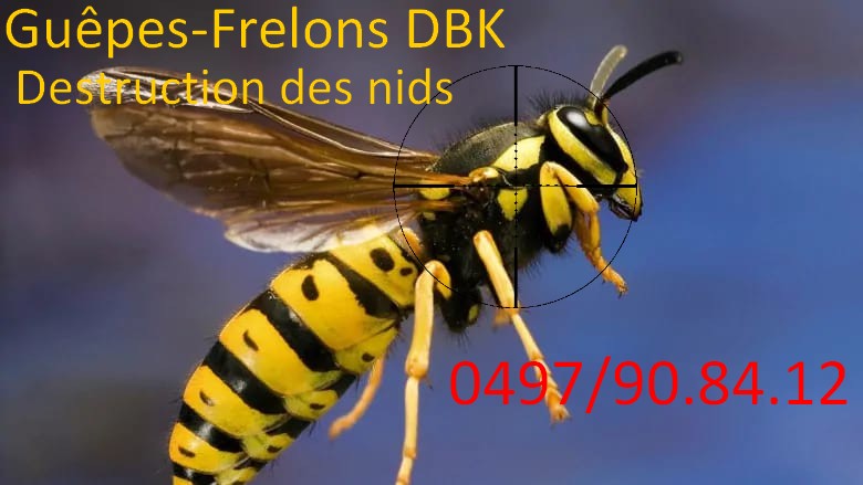 Guêpes-Frelons DBK Destruction 