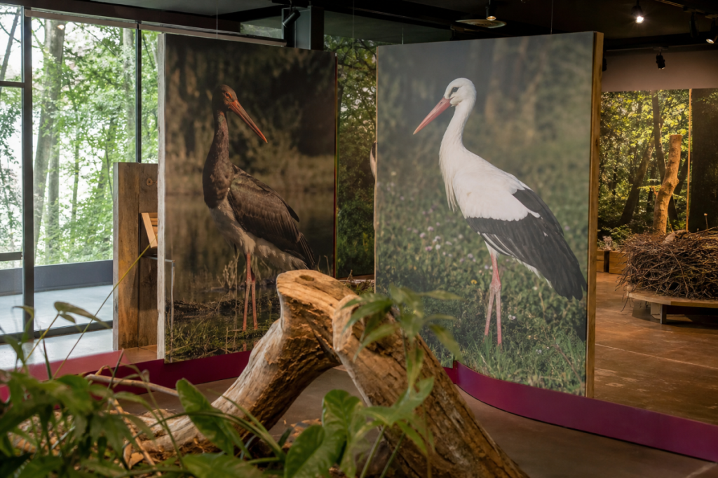 Illustration : Aquascope Virelles — Expo « Cigogne noire, Cigogne blanche » (jusqu’au 2026-11-08)